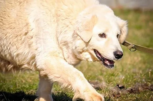OTOZ Animals - Nuka - przerażona sunia w typie gol
