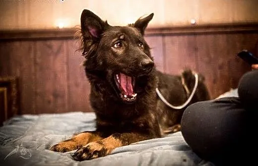 Miłka - delikatna, spokojna sunia do adopcji, świ
