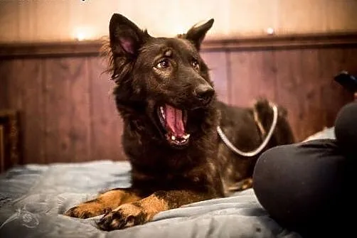 Miłka - delikatna, spokojna sunia do adopcji,  świ