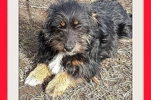 PUSIA,mała,łagodna,tulaśna suczka płacze w schronisku.PILNE,  śląskie Katowice