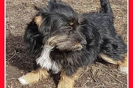 PUSIA,mała,łagodna,tulaśna suczka płacze w schroni