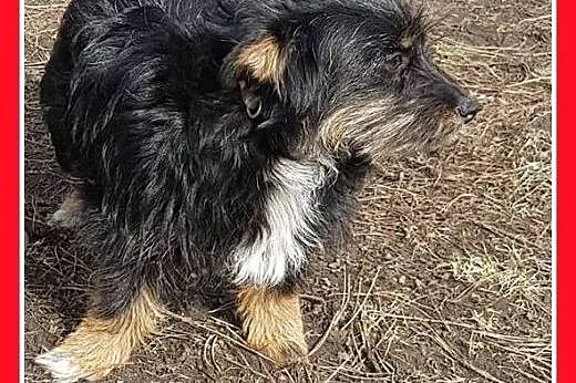 PUSIA,mała,łagodna,tulaśna suczka płacze w schroni