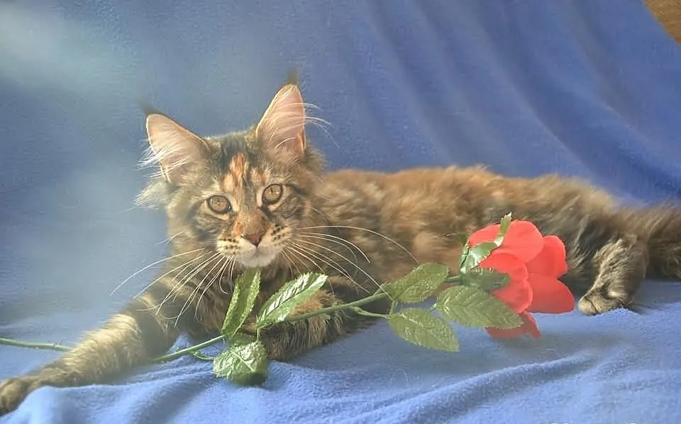 Koteczki Maine Coon