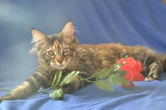 Koteczki Maine Coon