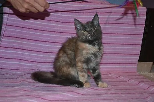 Koteczki Maine Coon