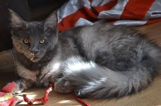 Koteczki Maine Coon