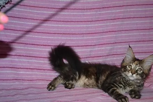 Koteczki Maine Coon