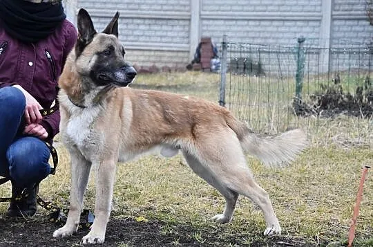 Energiczny młody psiak Kevin, , Głogów