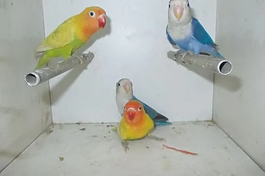 Papugi nierozłączki, Nowy Tomyśl