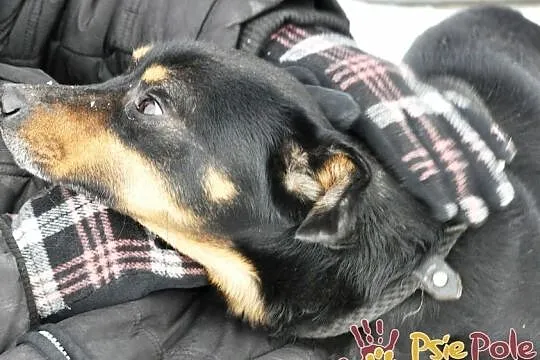 PIKUŚ-niewielki, wesoły, pogodny młody psiak-szukamy dobrego domu, Małopolskie, Kraków