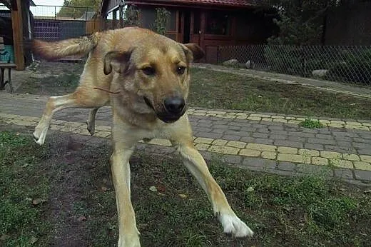 Maciek, dwuletni energiczny pies,  lubuskie Gorzów