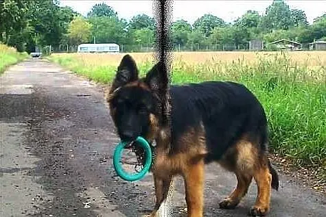 Owczarek niemiecki sunia