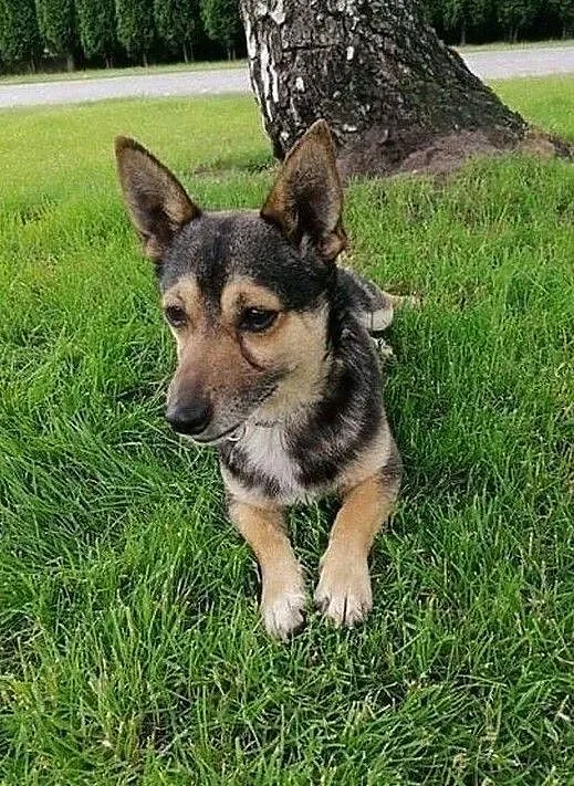 Maleńki i kochany Tuptuś do adopcji!, Mazowieckie, Warszawa