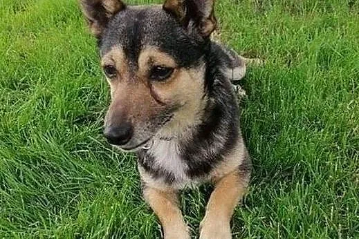 Maleńki i kochany Tuptuś do adopcji!, Mazowieckie, Warszawa