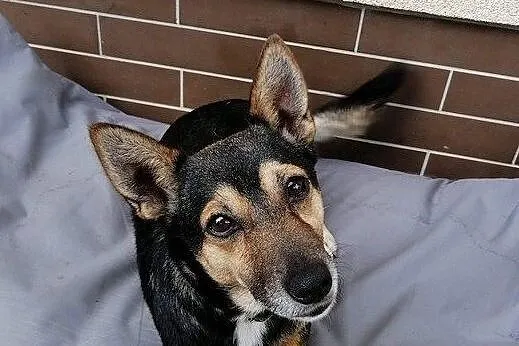 Maleńki i kochany Tuptuś do adopcji!, Mazowieckie, Warszawa