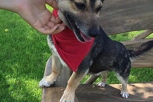 Maleńki i kochany Tuptuś do adopcji!, Mazowieckie, Warszawa