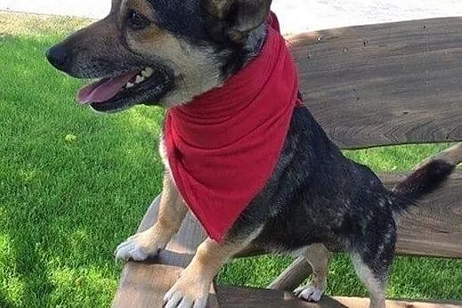 Maleńki i kochany Tuptuś do adopcji!, Mazowieckie, Warszawa