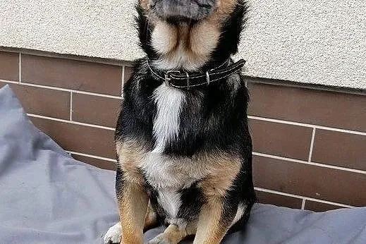 Maleńki i kochany Tuptuś do adopcji!, Mazowieckie, Warszawa
