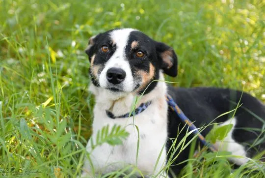 Pepsi - całe życie w schronisku, super sunia do adopcji  TO JUŻ 11 LAT W SCHRONISKU...Pepsi trafiła, , Warszawa