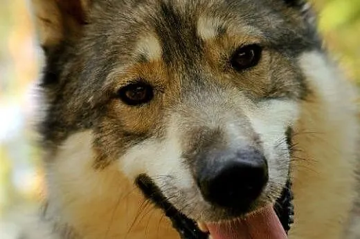 Boy - wspaniały psiak mix husky czeka na aktywny dom,  mazowieckie Warszawa