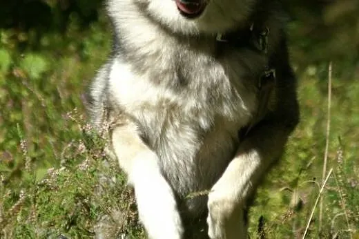 Boy - wspaniały psiak mix husky czeka na aktywny d