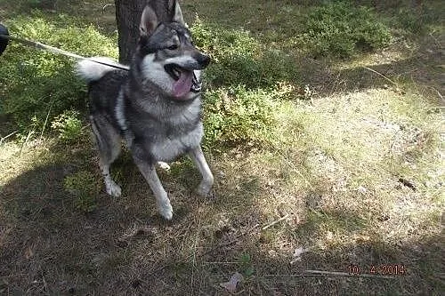 Boy - wspaniały psiak mix husky czeka na aktywny d