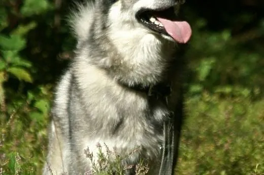 Boy - wspaniały psiak mix husky czeka na aktywny d
