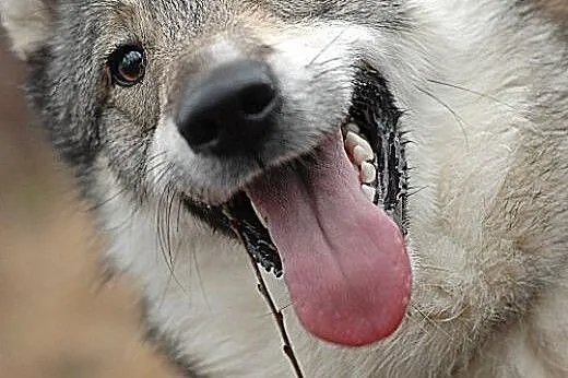 Boy - wspaniały psiak mix husky czeka na aktywny d