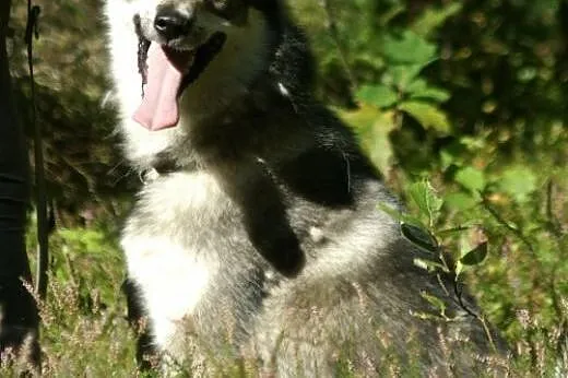 Boy - wspaniały psiak mix husky czeka na aktywny d