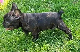 Buldog francuski szczenię chłopiec