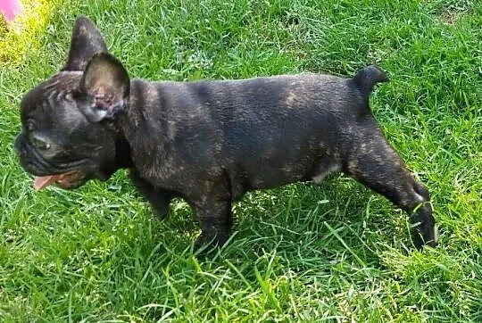 Buldog francuski szczenię chłopiec, Kujawsko-pomorskie, Łysomice