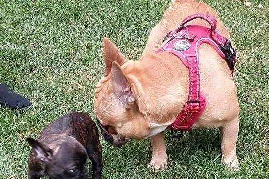 Buldog francuski szczenię chłopiec, Kujawsko-pomorskie, Łysomice