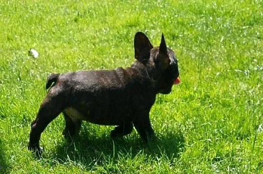 Buldog francuski szczenię chłopiec, Kujawsko-pomorskie, Łysomice