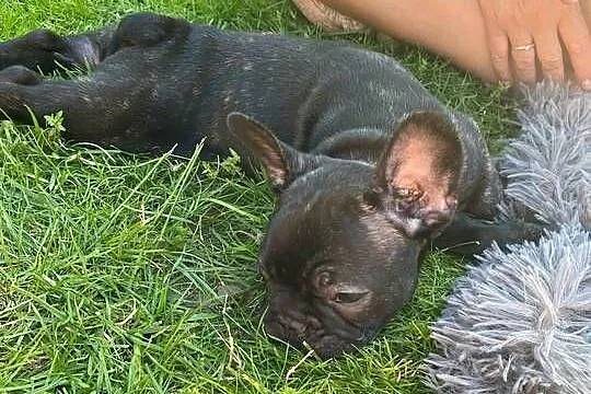 Buldog francuski szczenię chłopiec, Kujawsko-pomorskie, Łysomice