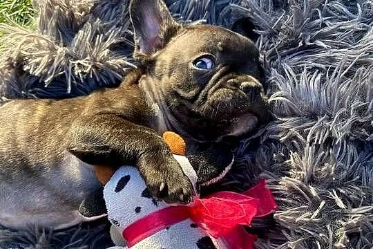 Buldog francuski szczenię chłopiec, Kujawsko-pomorskie, Łysomice