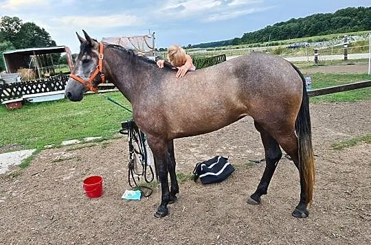 3,5 letnia klacz, 154cm, Wrocław