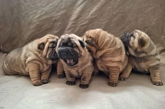 Szczenięta Shar Pei FCI