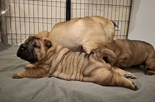 Szczenięta Shar Pei FCI, Kujawsko-pomorskie, Piotrków Kujawski
