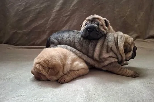 Szczenięta Shar Pei FCI, Kujawsko-pomorskie, Piotrków Kujawski