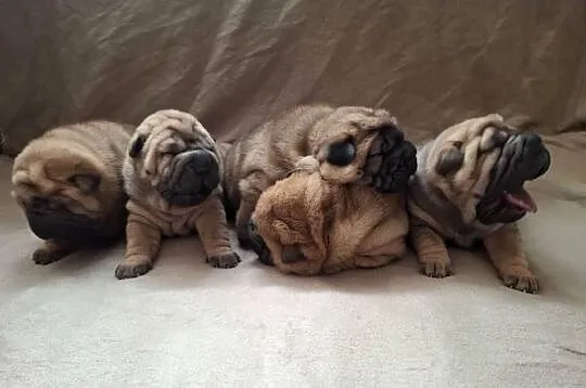 Szczenięta Shar Pei FCI, Kujawsko-pomorskie, Piotrków Kujawski