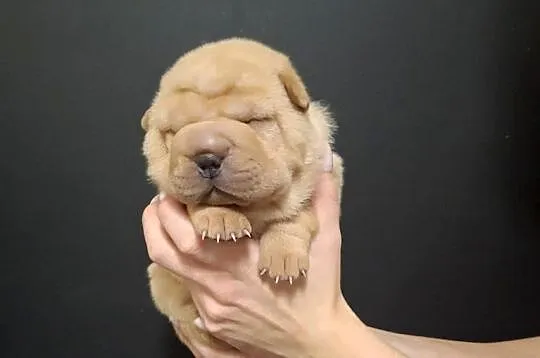 Szczenięta Shar Pei FCI, Kujawsko-pomorskie, Piotrków Kujawski