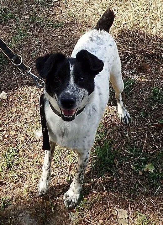 Adoptuj :) , łódzkie Skierniewice