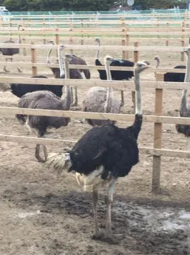 Dostępne zdrowe pisklęta strusie i jaja....................., Mazowieckie, Warszawa