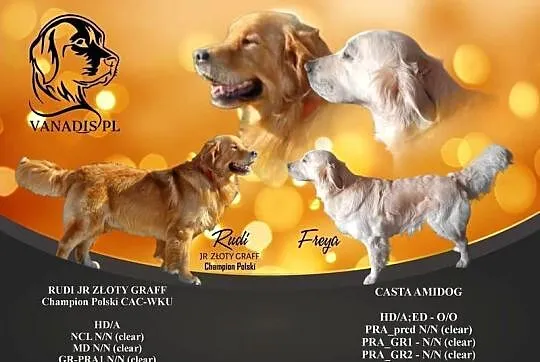Szczeniaki golden retriever, Świętokrzyskie, Kielce