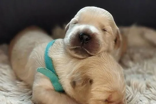 Szczeniaki golden retriever, Świętokrzyskie, Kielce
