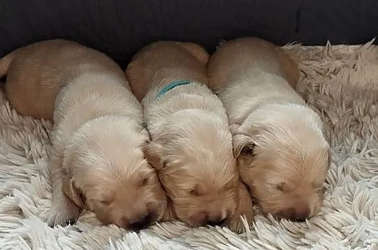 Szczeniaki golden retriever, Świętokrzyskie, Kielce