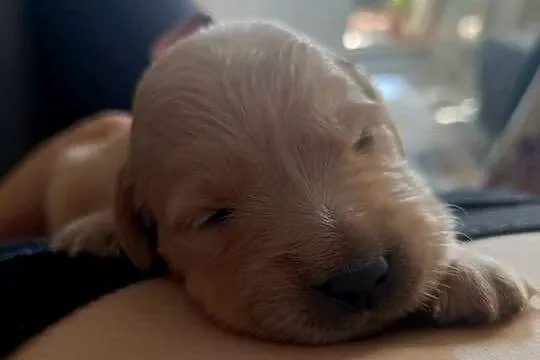 Szczeniaki golden retriever, Świętokrzyskie, Kielce