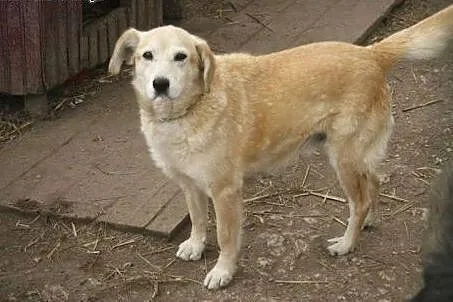 Przytul do serca psiego senorka...,  mazowieckie W