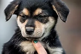 Odlotowa, cudowna sunieczka - szczeniak do adopcji,  mazowieckie Warszawa