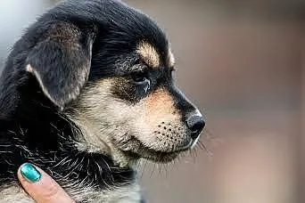 Odlotowa, cudowna sunieczka - szczeniak do adopcji